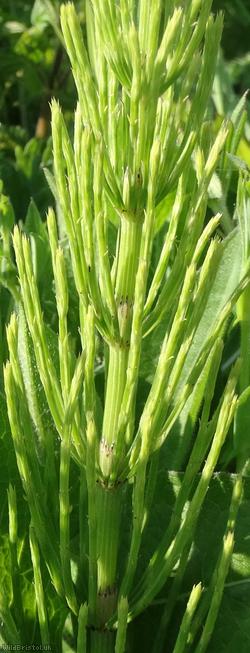 image for Field Horsetail