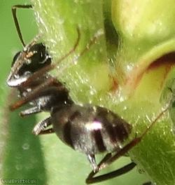 Dusky Ant