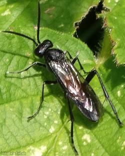 Red-belted Macrophya