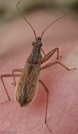 Common Damsel Bug