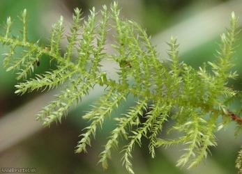 image for Common Feather-moss