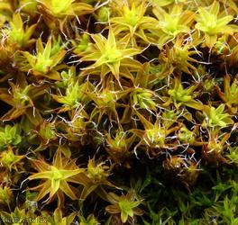 image for Great Hairy Screw-moss