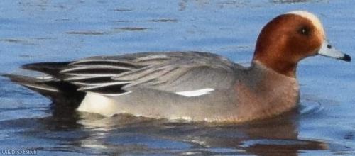 image for Wigeon