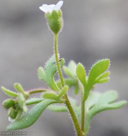 image for Rue-leaved Saxifrage