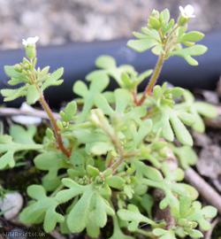 Rue-leaved Saxifrage