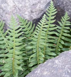 image for Intermediate Polypody