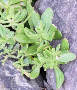 image for Greater Mexican-stonecrop