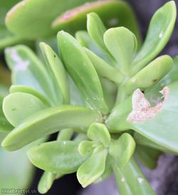 Greater Mexican-stonecrop