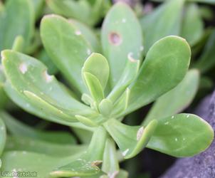 Greater Mexican-stonecrop