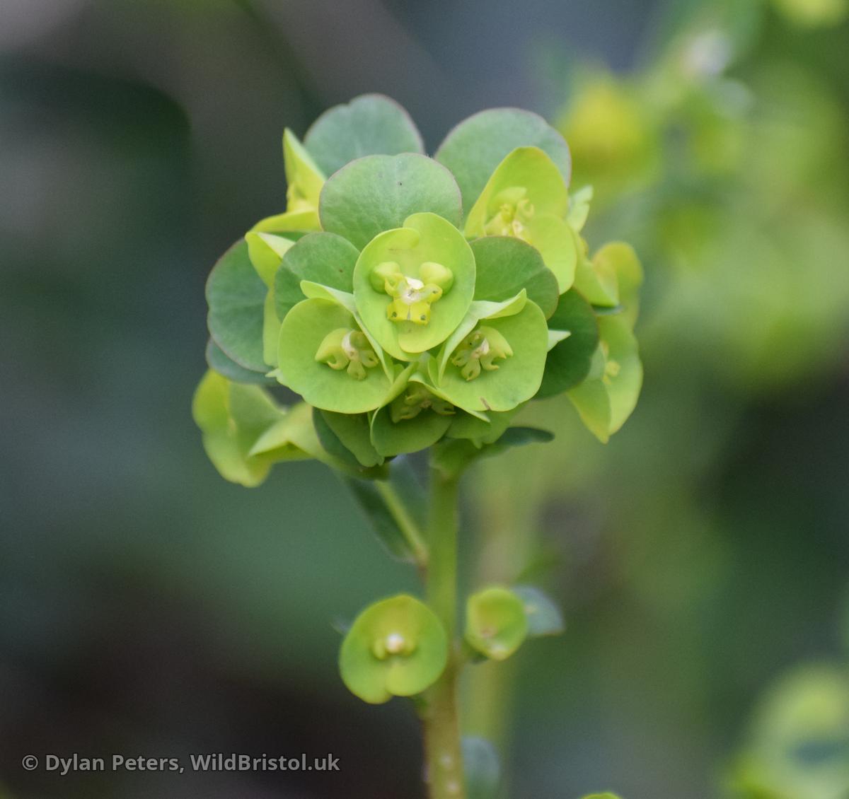 Mrs Robb's Bonnet (Euphorbia amygdaloides ssp. robbiae)