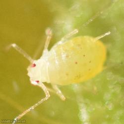 image for Primrose Aphid