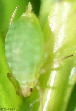 Green Trefoil-aphid