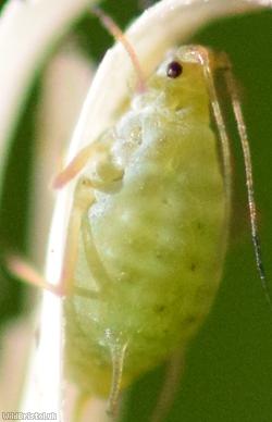 Green Trefoil-aphid