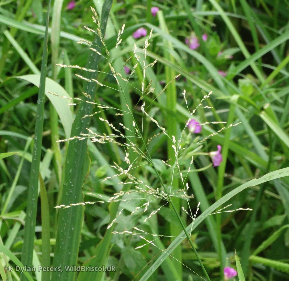 Reed Sweet-grass (Glyceria maxima)
