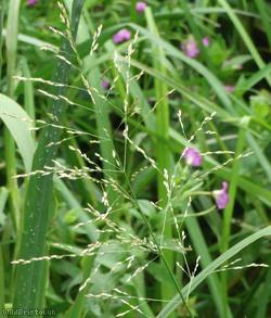 Reed Sweet-grass