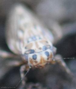 Agallia consobrina