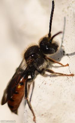 Fabricius' Nomad Bee