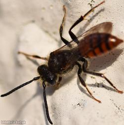 Fabricius' Nomad Bee