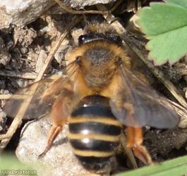 image for Yellow-legged Mining Bee