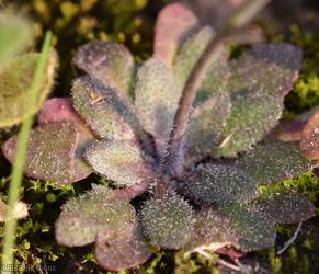 Hairy Rock-cress