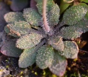 Hairy Rock-cress