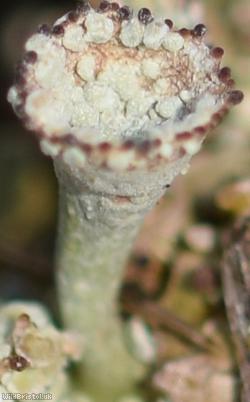 image for Cladonia pocillum