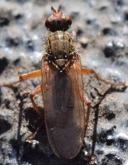 Furcate Dung Fly