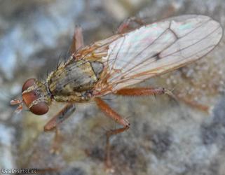 Furcate Dung Fly