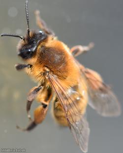 Buffish Mining Bee