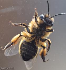 Buffish Mining Bee