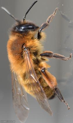 image for Buffish Mining Bee