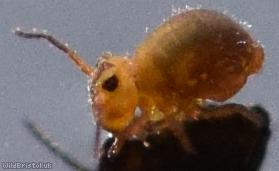 image for Springtail Unidentified 3