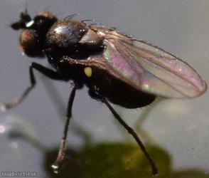 image for Ephydridae Unidentified 1