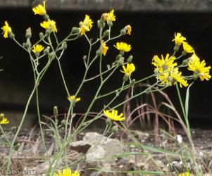 H. Section Hieracium sp. 2