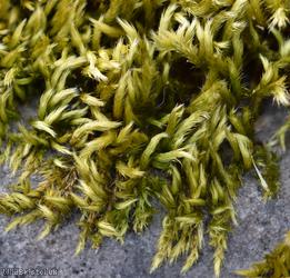 Silky Wall Feather-moss
