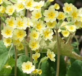 False Oxlip