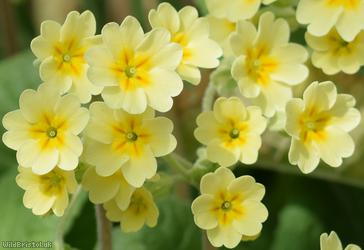 False Oxlip