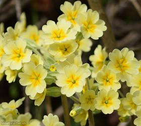 False Oxlip