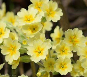 False Oxlip