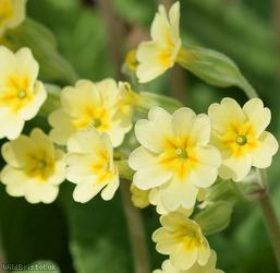 False Oxlip