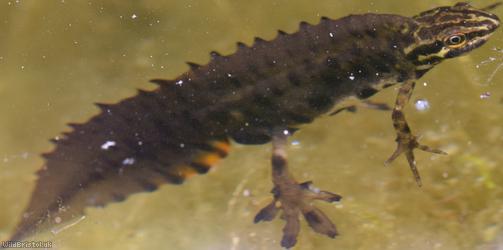 image for Smooth Newt