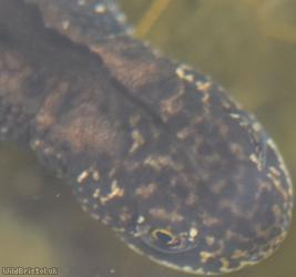 Great crested Newt