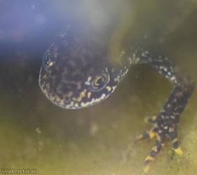 Great crested Newt