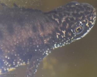 image for Great crested Newt