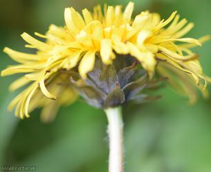 Gelert's Dandelion