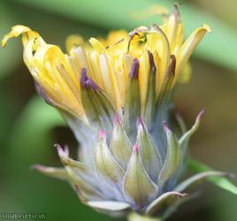 Gelert's Dandelion