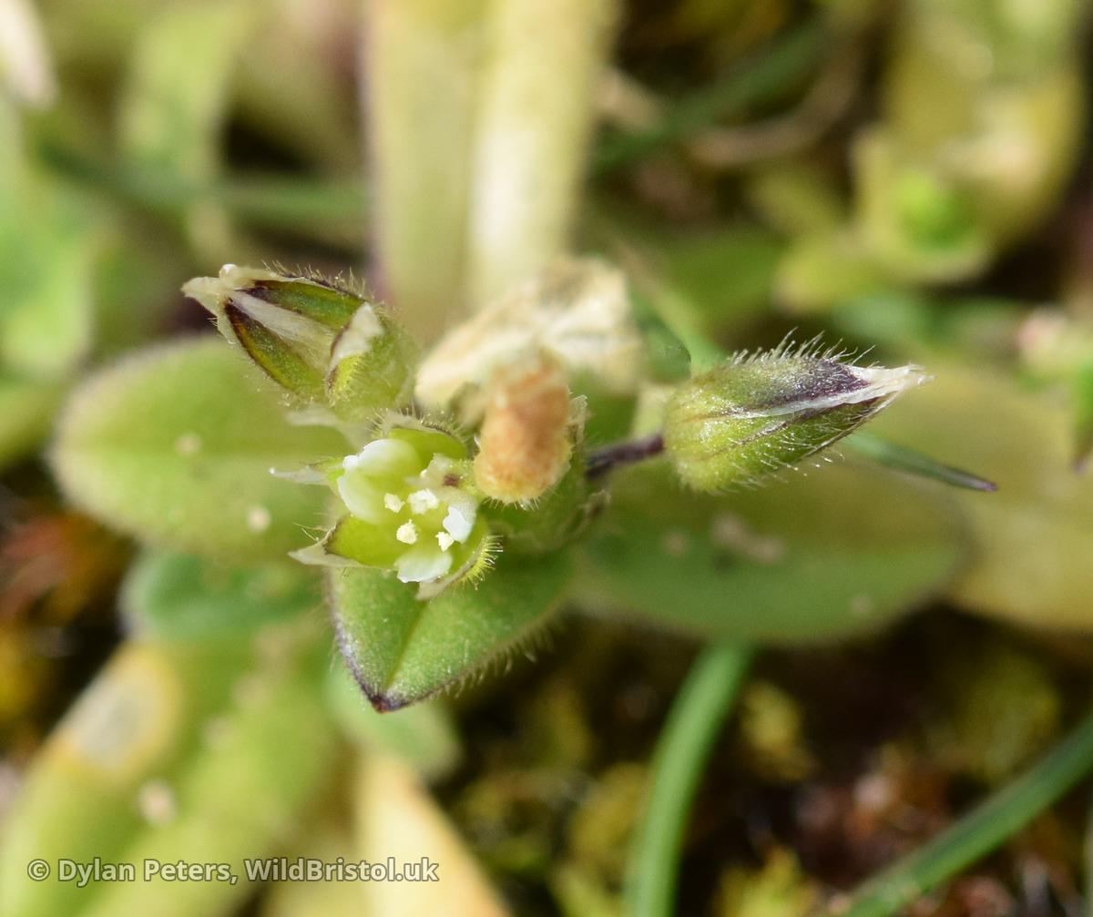 Little Mouse-ear - (Cerastium semidecandrum) - Species - WildBristol.uk