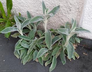 image for Lamb's-ear