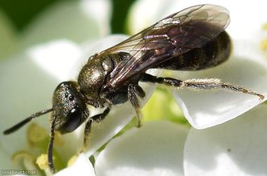 Smeathman's Furrow-bee
