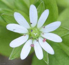 image for Greater Chickweed
